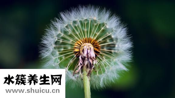 猪鼻贴怎么样