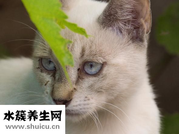 什么叫丹凤眼