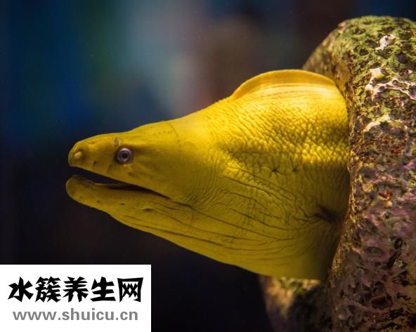 百仕高鱼肝油怎么样