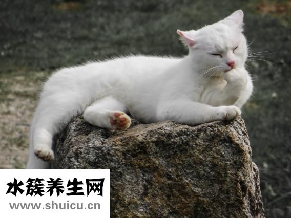 唐宫燕怎么样