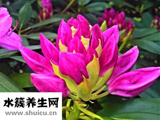 产后恶露多久