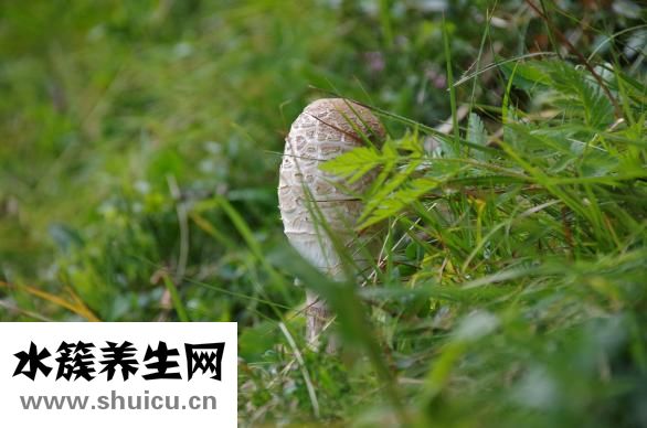 安敏诺怎么样