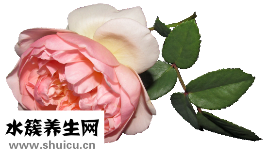 如何泡玫瑰花茶