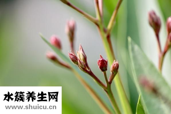 如何泡玫瑰花茶