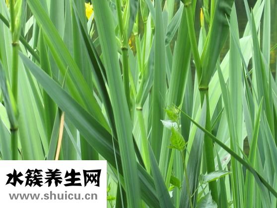 橄榄油百雀羚怎么样