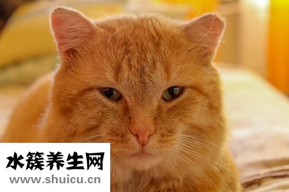 太平鸟的大衣怎么样