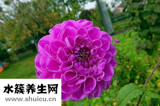 合欢花什么时候开