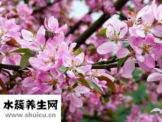 樱檀兰木佛珠怎么样