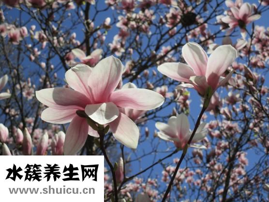 樱檀兰木佛珠怎么样