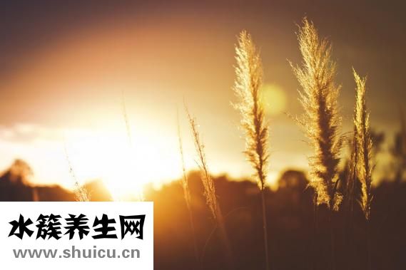 心脏移植后能活多久