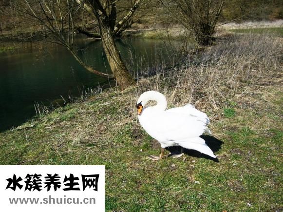 回天白蛋白怎么样