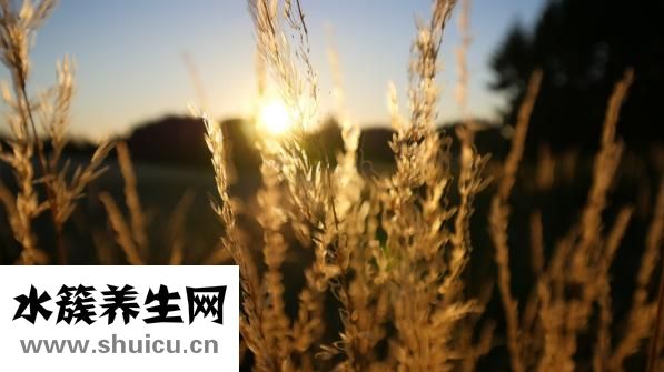 减肥食谱有哪些