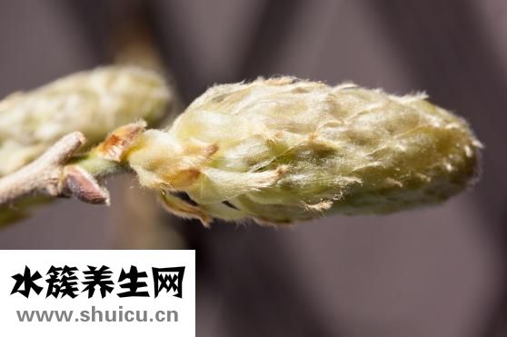 冬瓜的吃法有很多可以搭配生猪肉一起熬汤