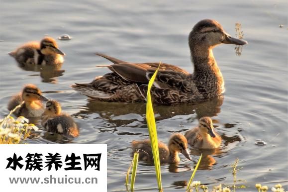 鸭子是什么