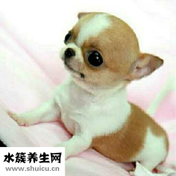 吉娃娃吃什么