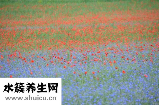 辉雷怎么样