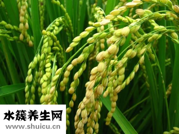 藻瘦减肥效果怎么样