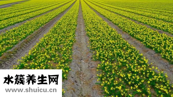 益母草什么时候吃