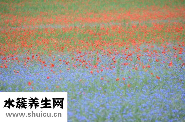 辉雷怎么样