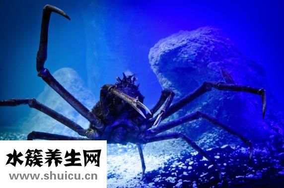 国内海参怎么样