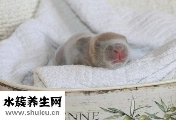 诺啊怎么样
