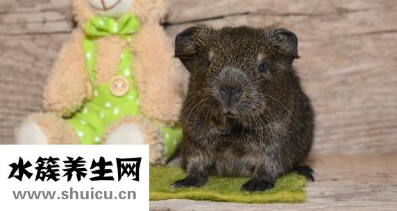 科莎家纺怎么样