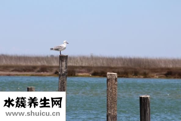 樱檀兰木佛珠怎么样