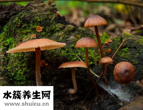安敏诺怎么样