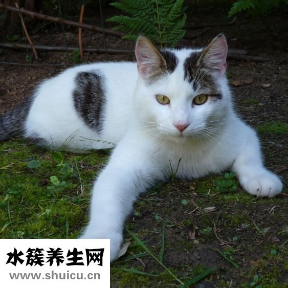 俄罗斯貂皮怎么样