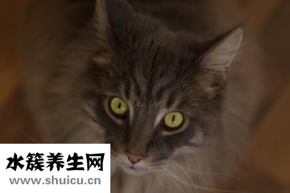阿瞳视力仪怎么样