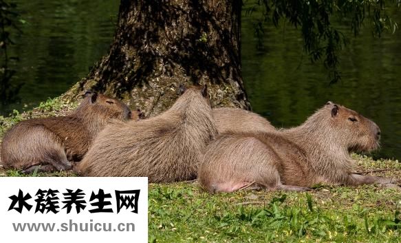 御凤丸效果怎么样
