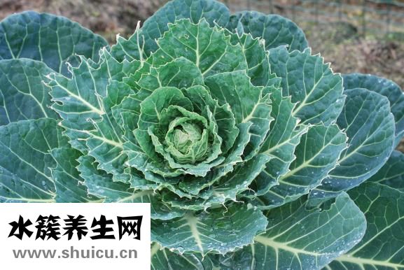 乔万尼女装怎么样
