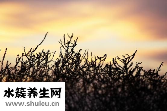 柚子在什么季节成熟