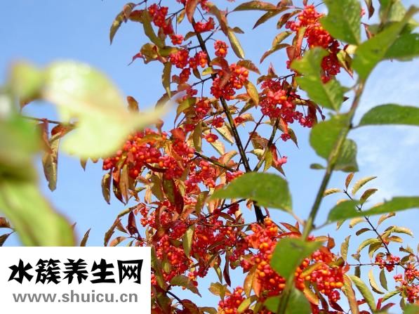 王世虎医生怎么样