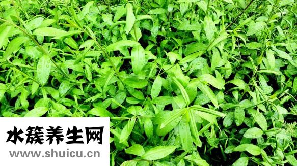 橄榄油百雀羚怎么样