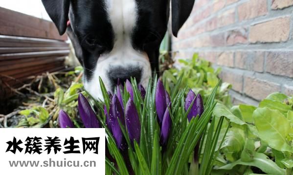 亦贝安水苏糖怎么样
