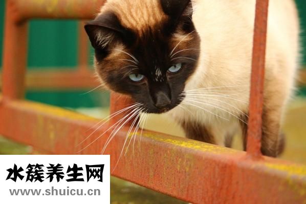 近视眼如何恢复视力