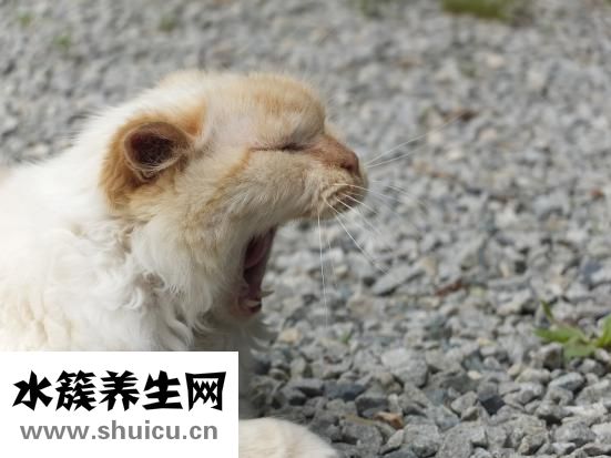 唐宫燕怎么样