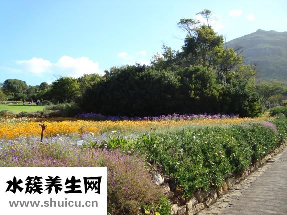 带草字头的字有哪些