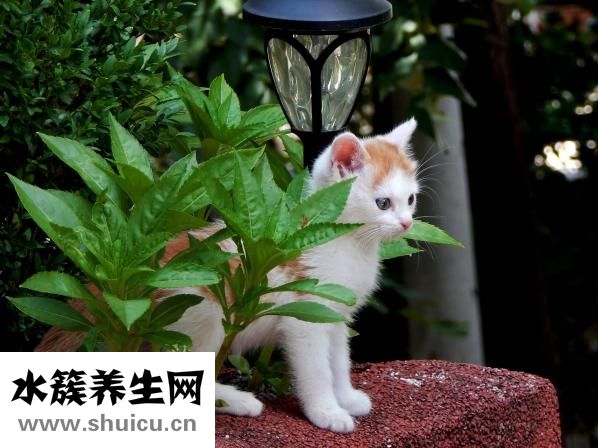 怎么样开光