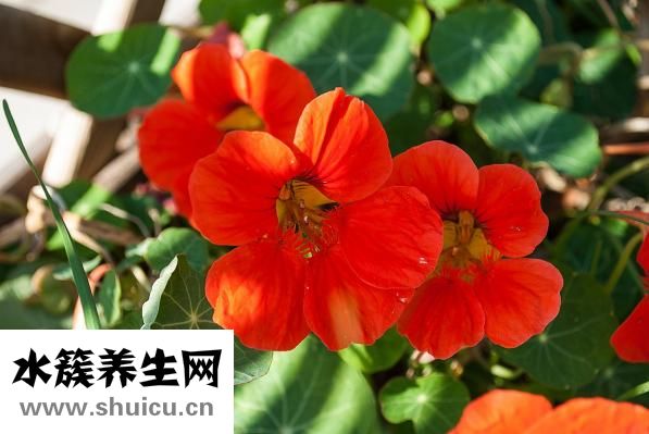 金莲花效果怎么样