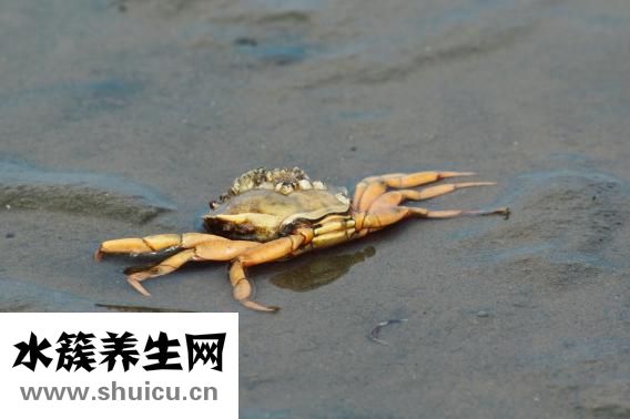 国内海参怎么样