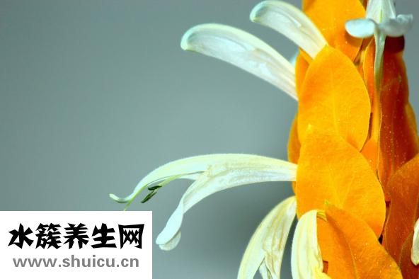 怎么样吃香蕉减肥