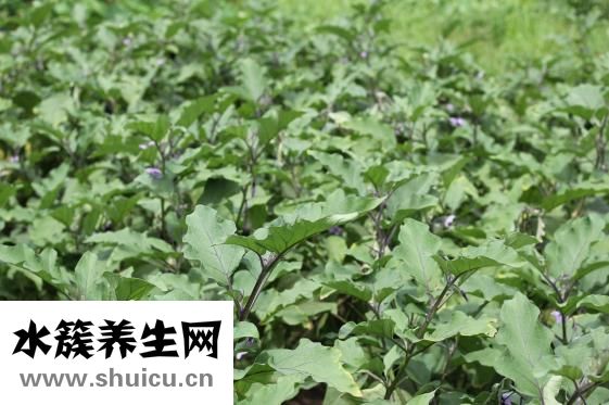痔疮总出血怎么办