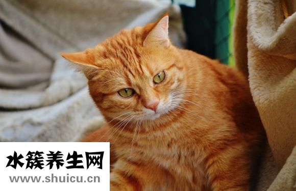 吃什么瘦胸