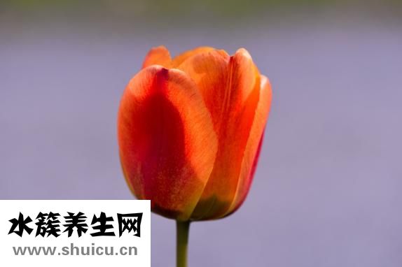 送什么花好
