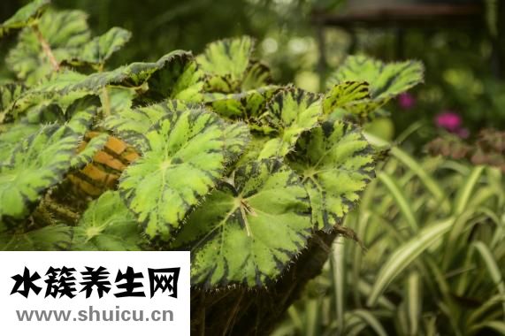 植物是被子植物（被子植物又被称为什么植物）