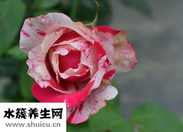 药师古刹怎么样