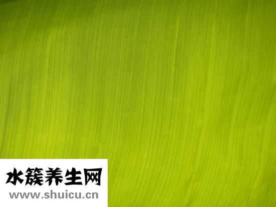 曼都发型怎么样