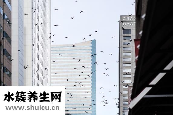 肛裂用什么药好